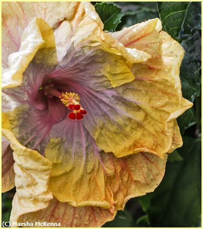 Missing Image: i_0025.jpg - Exotic Hibiscus