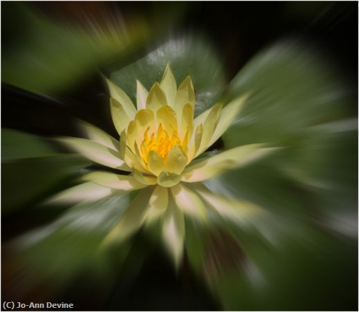 Missing Image: i_0044.jpg - Water Lily