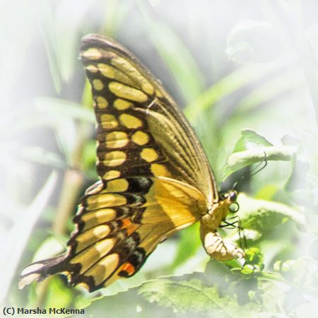 Missing Image: i_0011.jpg - Butterfly