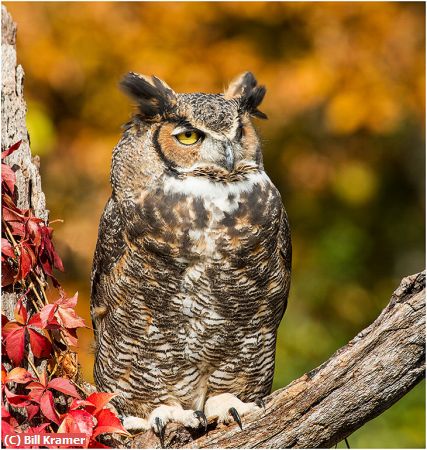 Missing Image: i_0029.jpg - Great Horned-Owl-Red Leaves