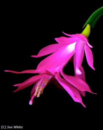 Missing Image: i_0027.jpg - Xmas Cactus Flower