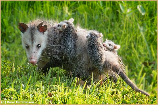 Missing Image: i_0031.jpg - Opossum Family-1