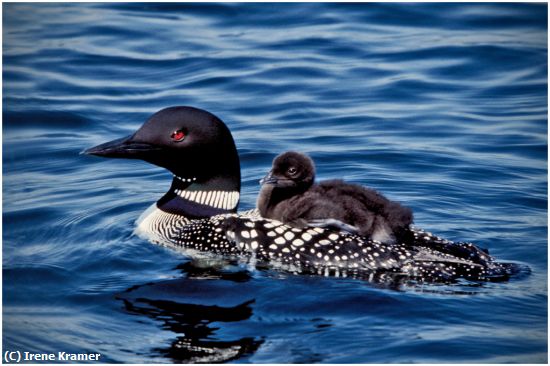 Missing Image: i_0012.jpg - Common Loon and Chick