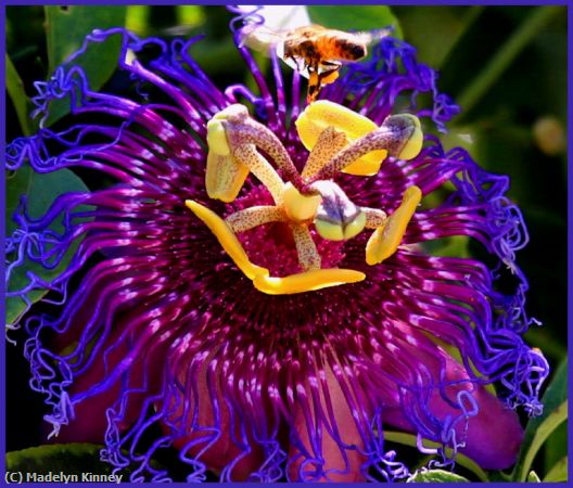Missing Image: i_0019.jpg - Purple Passion Flower