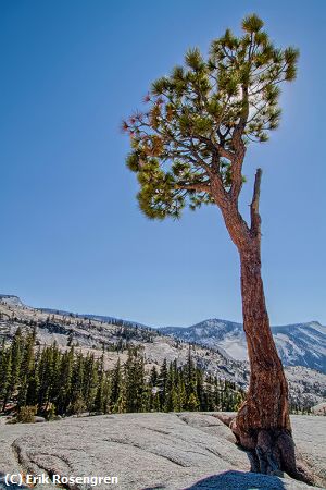 Missing Image: i_0009.jpg - Pine-tree-Yosemite