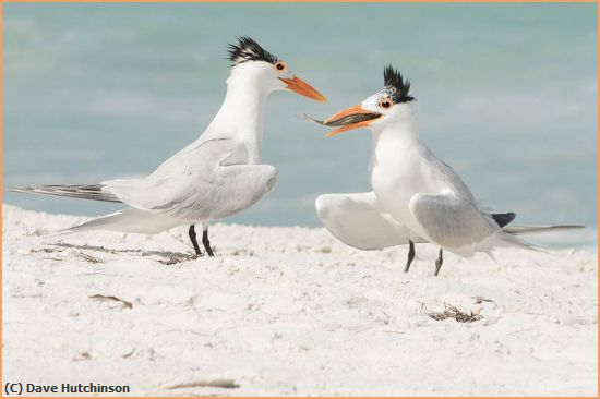 Missing Image: i_0043.jpg - Lunch Date with Least Terns