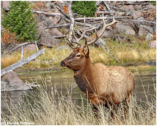Missing Image: i_0047.jpg - Yellowstone Elk