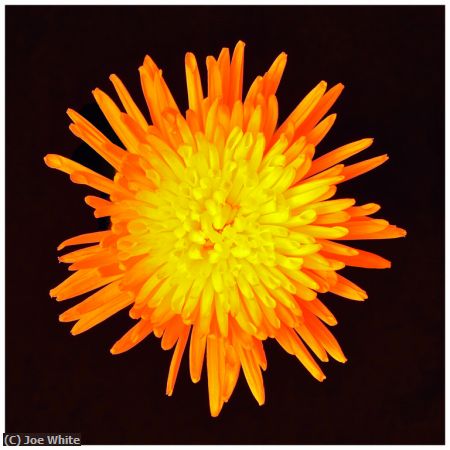Missing Image: i_0011.jpg - Sunflower-Burst