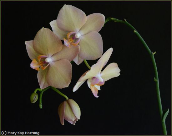 Missing Image: i_0032.jpg - Budding Orchid