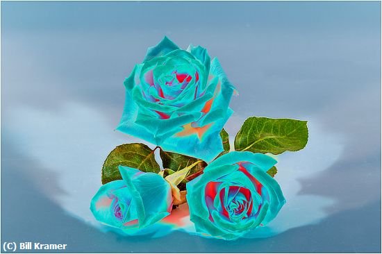 Missing Image: i_0007.jpg - Solarized-Roses
