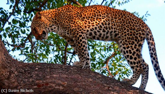 Missing Image: i_0034.jpg - Leopard, Kruger