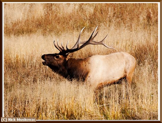 Missing Image: i_0046.jpg - The Elk is Bugling