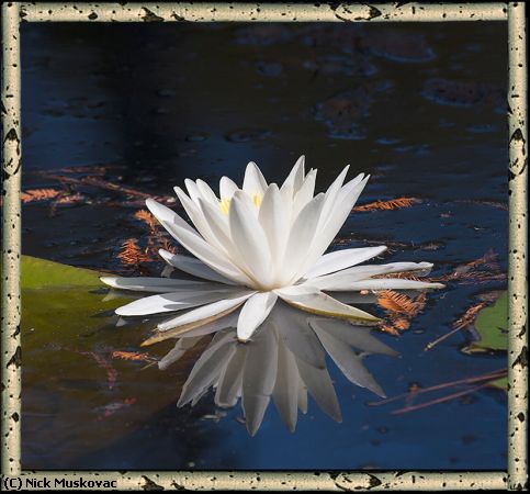 Missing Image: i_0016.jpg - White water Lily