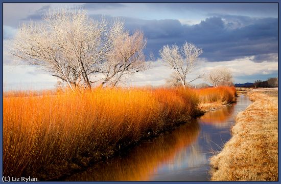 Missing Image: i_0023.jpg - Red-Reeds-by-a-Stream