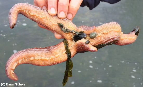 Missing Image: i_0037.jpg - Starfish Eating A Mussel