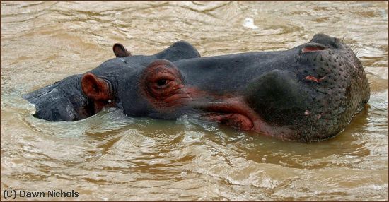 Missing Image: i_0023.jpg - Hippo S.Africa