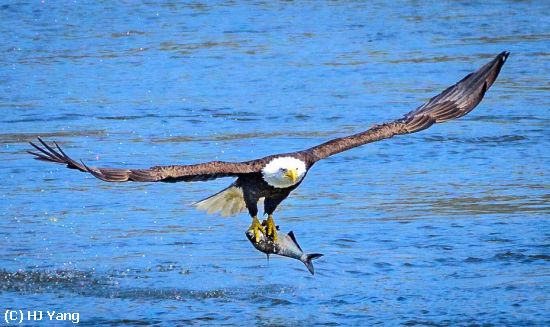 Missing Image: i_0006.jpg - Bald Eagle with Fish