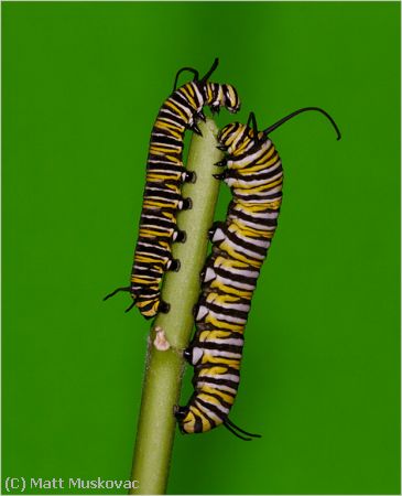 Missing Image: i_0025.jpg - Monarch Caterpillars