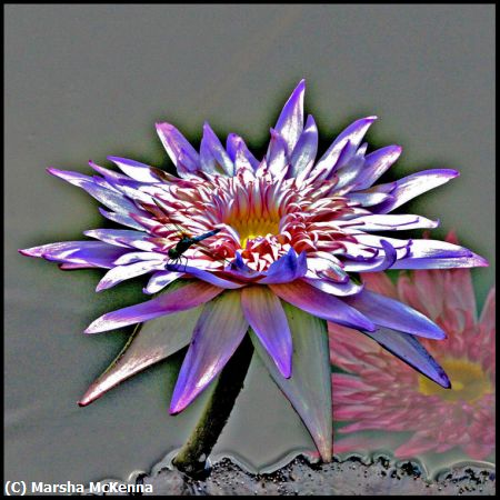 Missing Image: i_0014.jpg - Water Lilly