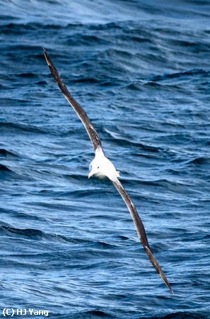 Missing Image: i_0017.jpg - Wandering Albatross