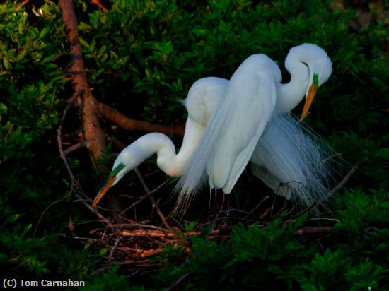 Missing Image: i_0029.jpg - Great White Egrets in Spring-3557