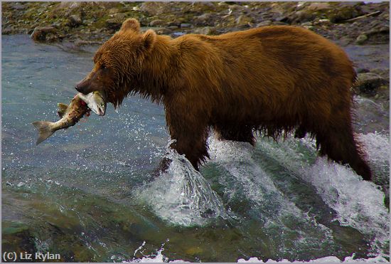 Missing Image: i_0046.jpg - Grizzly-Bear-Catching-Salmon