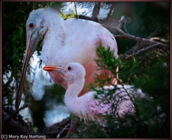 Missing Image: i_0050.jpg - Parent-and-Baby-Spoonbill