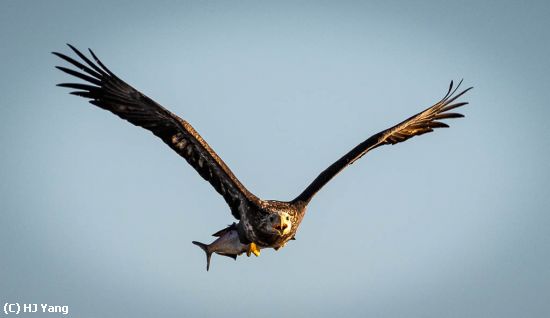 Missing Image: i_0019.jpg - Young Eagle with Fish