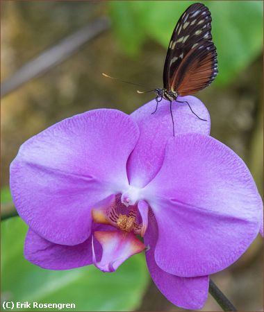 Missing Image: i_0010.jpg - Butterfly-graces-Orchid