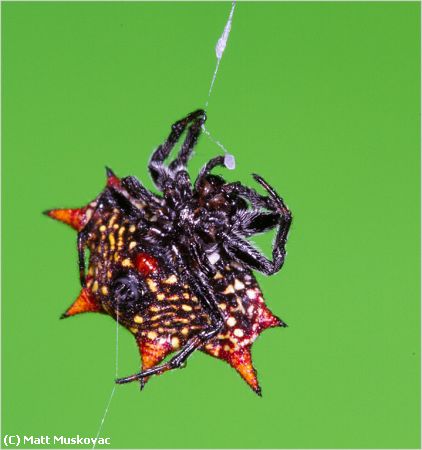 Missing Image: i_0024.jpg - Spiny Orb Spider 1