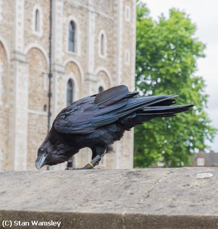 Missing Image: i_0018.jpg - Raven at London Tower
