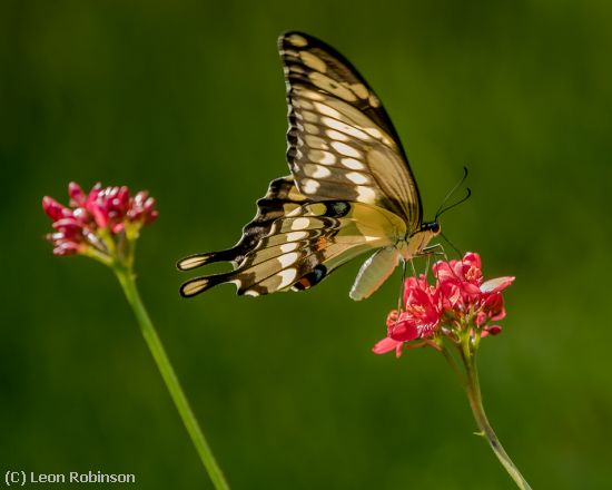 Missing Image: i_0022.jpg - Giant Swallowtail