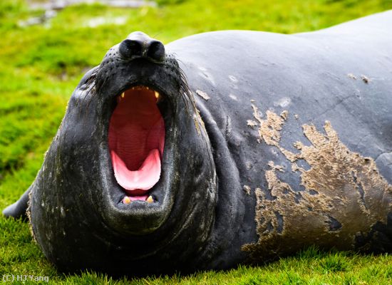 Missing Image: i_0003.jpg - Elphan Seal in South Georgia Island