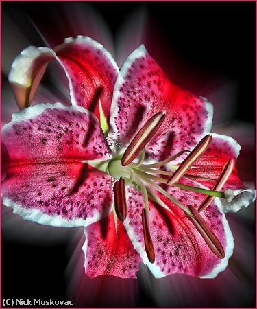 Missing Image: i_0010.jpg - ASIAN-LILY