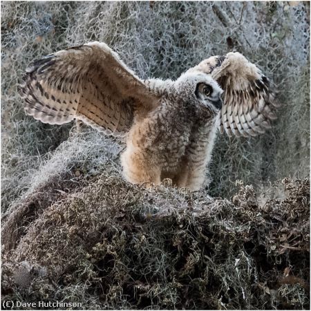 Missing Image: i_0015.jpg - Owl Chick Spreading its Wings