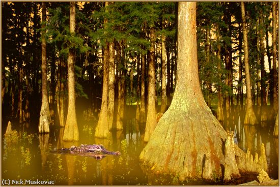 Missing Image: i_0036.jpg - Cypress-Swamp