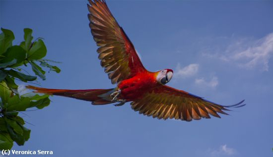 Missing Image: i_0035.jpg - Wild Macaw