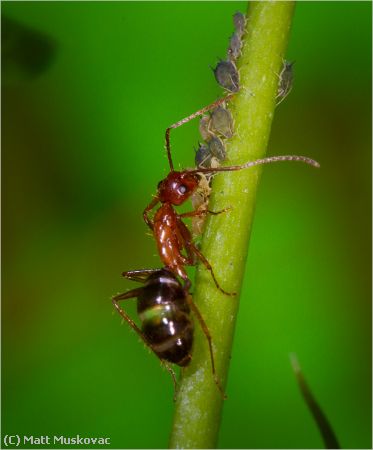 Missing Image: i_0040.jpg - Ant Tending Aphids