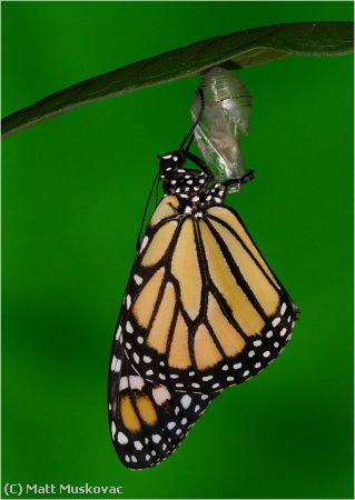 Missing Image: i_0056.jpg - Monarch Just Emerged