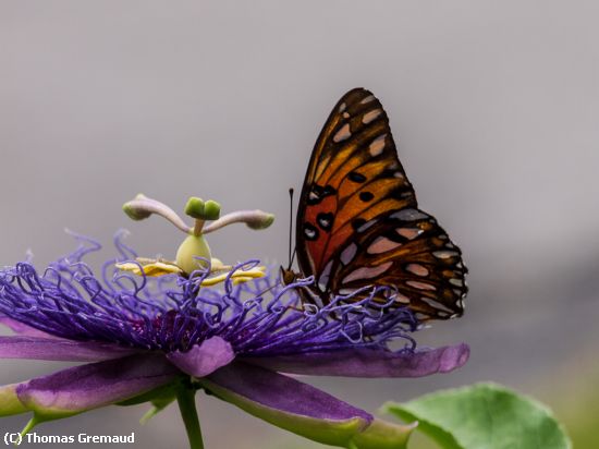 Missing Image: i_0057.jpg - Gulf Fritillary and Passion Flower