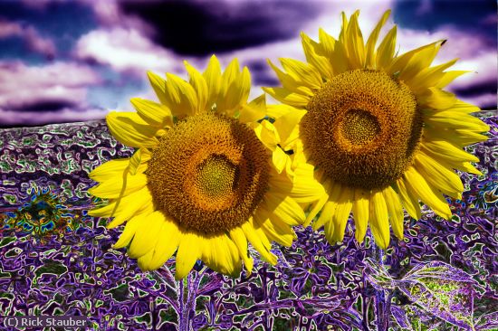 Missing Image: i_0026.jpg - Sunflowers