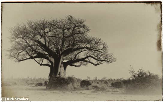 Missing Image: i_0051.jpg - Baobab tree