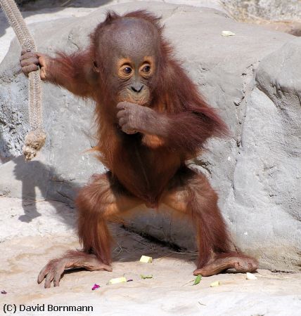 Missing Image: i_0001.jpg - Baby Orangutang
