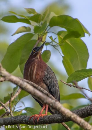 Missing Image: i_0028.jpg - Trying-to-hide-Green-Heron