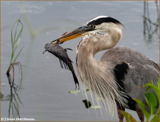 Missing Image: i_0014.jpg - Great Blue Heron with Fish