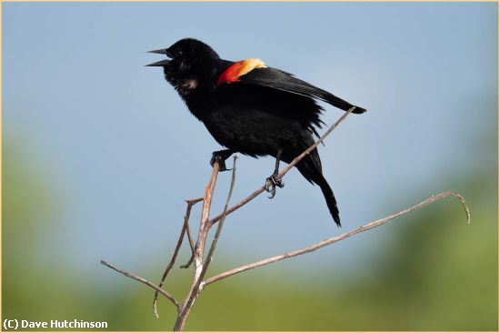 Missing Image: i_0027.jpg - Red Wing Blackbird on Branch