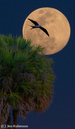Missing Image: i_0031.jpg - Swallowtail Moon