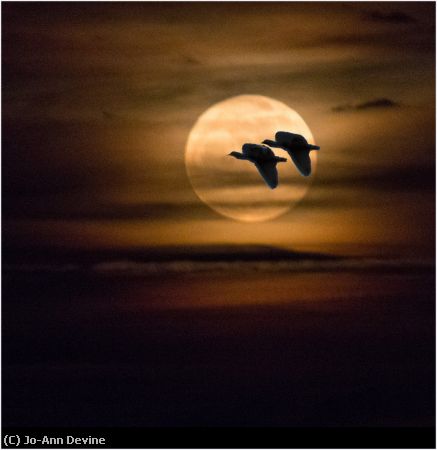 Missing Image: i_0032.jpg - Moon With Ibis