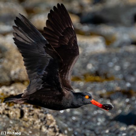 Missing Image: i_0001.jpg - Ameircan Oystercatcher Catcher