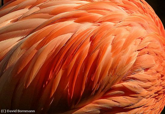 Missing Image: i_0031.jpg - Flamingo Feathers